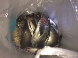 紀ノ川河口周辺　ウキ釣りでグレ・メバルの釣…