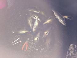 紀ノ川河口　夜はフカセでメバル、時々グレや…