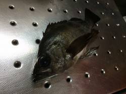 紀ノ川河口　夜釣りでメバル狙い、相当渋かっ…