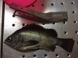 ハリスの号数を落としてメバルをゲット！　紀…