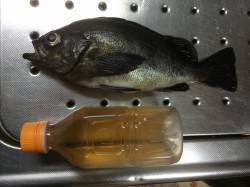 紀ノ川河口でメバルのウキ釣り　流れが少し緩…