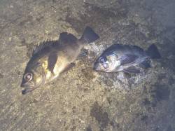 紀ノ川河口　夜釣りにいってきました　ウキ釣…