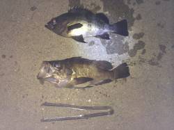 紀ノ川河口周辺でウキ釣り　竿一本沖に少し投…