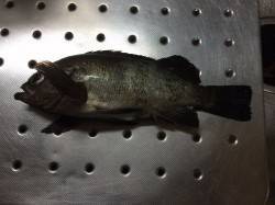 紀ノ川河口周辺　夜釣りでのメバル狙い　フグ…