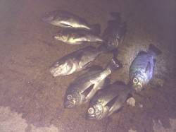 紀ノ川河口　夜のウキ釣りでメバル狙い釣行