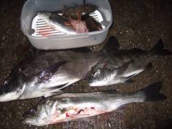 西中島埠頭　ウキ釣りでメバル・チヌ・ガシラ…