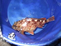 姫路西部　ウキ釣りでメバル狙いも良型ガシラ…