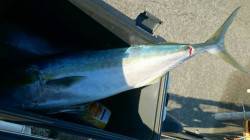 田辺芳養（はや）堤防の青物情報　カマスをエ…