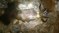 天神崎にヤエン釣行　500gほどのアオリイカが釣れました