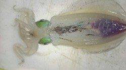 みなべ堺グランド横　ヤエンでのアオリイカ釣果