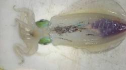 みなべ堺グランド横　ヤエンでのアオリイカ釣…