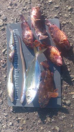 兵庫突堤　狙いのタチウオは不発、ほかサビキ…