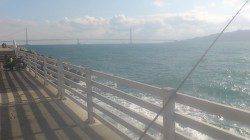 新浜漁港　新波止場にて探り釣り　ガシラのほかナイスサイズのアイナメ