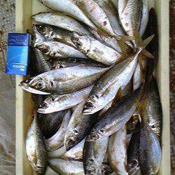 岸和田一文字　旧赤灯で28cm程度の良型アジ大漁★　ほかスズキの釣果も