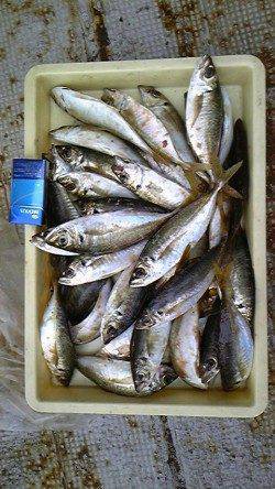 岸和田一文字　旧赤灯で28cm程度の良型アジ大漁★　ほかスズキの釣果も