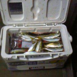 岸和田一文字　旧赤灯や沖の北で良型アジがクーラー満タン！