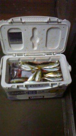 岸和田一文字　旧赤灯や沖の北で良型アジがクーラー満タン！