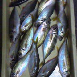 岸和田一文字　旧赤灯や沖の北で良型アジがクーラー満タン！