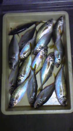 岸和田一文字　旧赤灯や沖の北で良型アジがク…