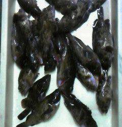 岸和田一文字　旧赤灯でスズキ71cm、中波戸でガシラ・ソイも釣れています