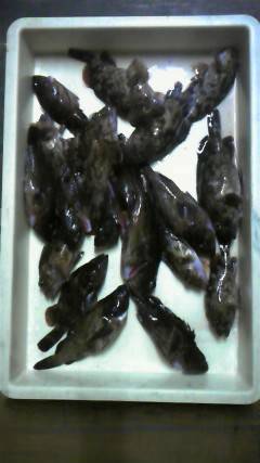 岸和田一文字　旧赤灯でスズキ71cm、中波戸でガシラ・ソイも釣れています