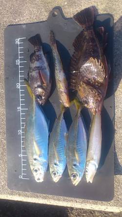 兵庫突堤西向き　青イソメにマハゼ・キス・メ…