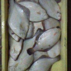 岸和田一文字 青イソメでクリスマスカレイ 沖の北で38cm、沖のカーブで20枚