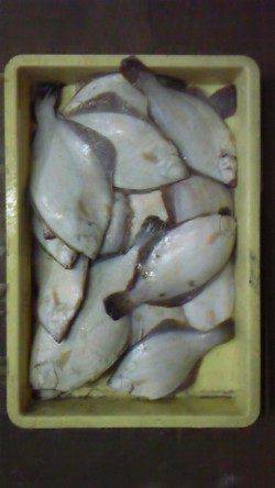 岸和田一文字 青イソメでクリスマスカレイ 沖の北で38cm、沖のカーブで20枚