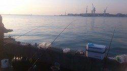 兵庫突堤　サビキで型のいいアジの釣果　ほかハゼ・チヌも掛かりました