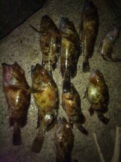 岸和田港周辺でガシリング　水温低下でガシラ…