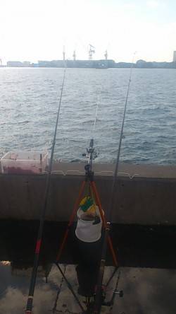 兵庫突堤　投げ釣りでキスの釣果　サビキのア…