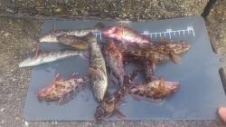 明石港　投げ釣り・探り釣りでアイナメ・カレ…