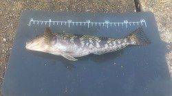 明石港 投げ釣り・探り釣りでアイナメ・カレイ・ガシラの釣果