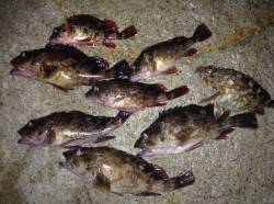 りんくうにてガシリング　３投に１回はアタリ…