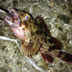 りんくう周辺でガシリング　ボトム付近の潮の流れが早く苦戦