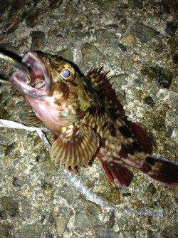 りんくう周辺でガシリング　ボトム付近の潮の流れが早く苦戦