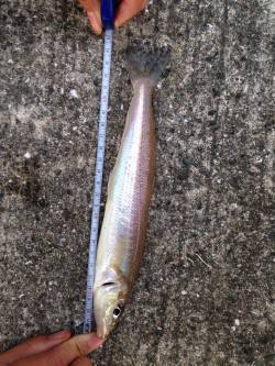 須磨にて投げ釣り　カレイはきませんでしたが…