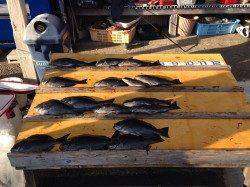 27日　渡船を利用してふかせ釣り　グレ好釣！