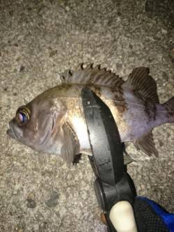 箱作　アジを求めてランガン　まずまずサイズ…