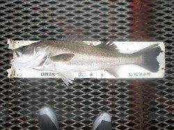 尼崎市立魚つり公園　エビ撒きでセイゴ７匹　ノマセでスズキ81cm