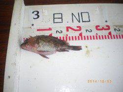 姫路市立遊漁センター　シラサエビの探り釣りでメバルの釣果