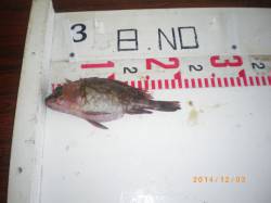 姫路市立遊漁センター　シラサエビの探り釣り…