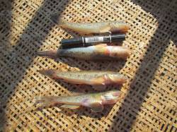 尼崎市魚つり公園　ハゼ釣りもオススメです