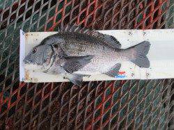 尼崎市立魚つり公園　本日はアタってくるチヌは良型ばかりでした！