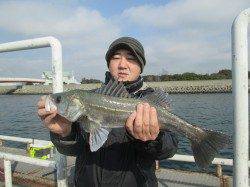 尼崎市魚つり公園　ズボ釣りでハネ＆セイゴ