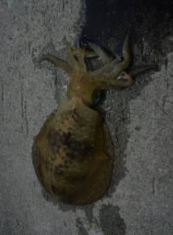 伊毘周辺アオリイカ胴長25cm、短時間のエ…