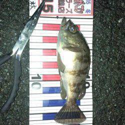 喜多周辺にてメバリング　バラシ連続後にゲットしたメバルは少しサイズUP