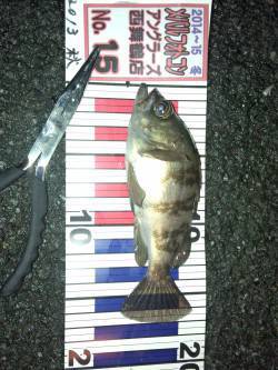 喜多周辺にてメバリング　バラシ連続後にゲッ…