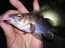 岩屋　深夜からのアジング釣行でアジ〜19c…