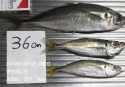 香住港にて36㎝の良型アジの釣果です